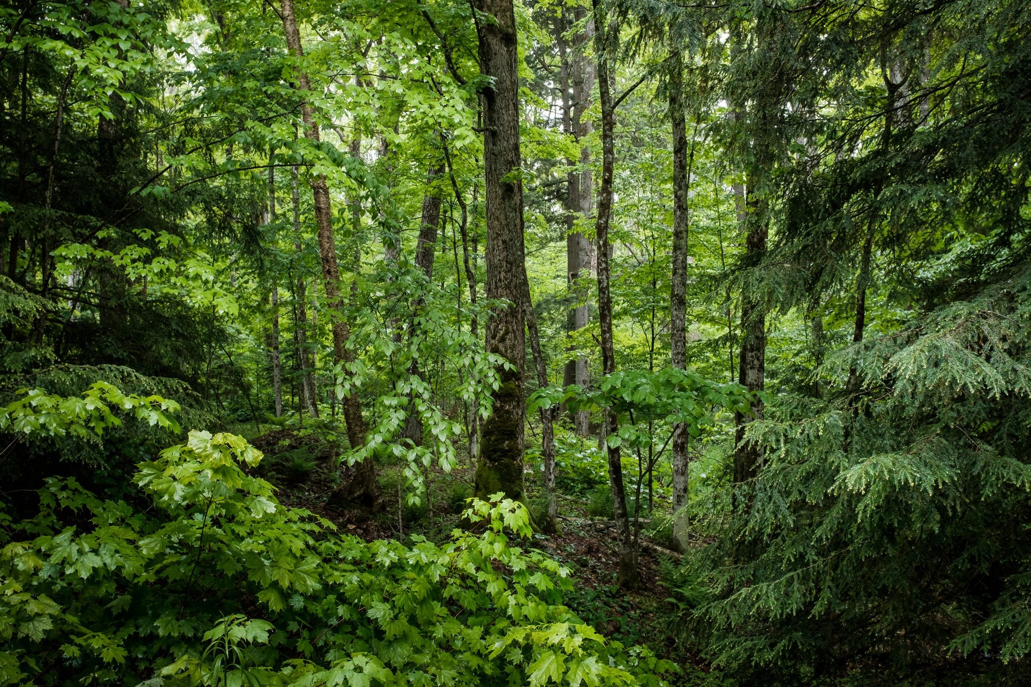 Scopri di più sull'articolo I Bagni di Masino, come arrivare alle antiche terme nel cuore della foresta