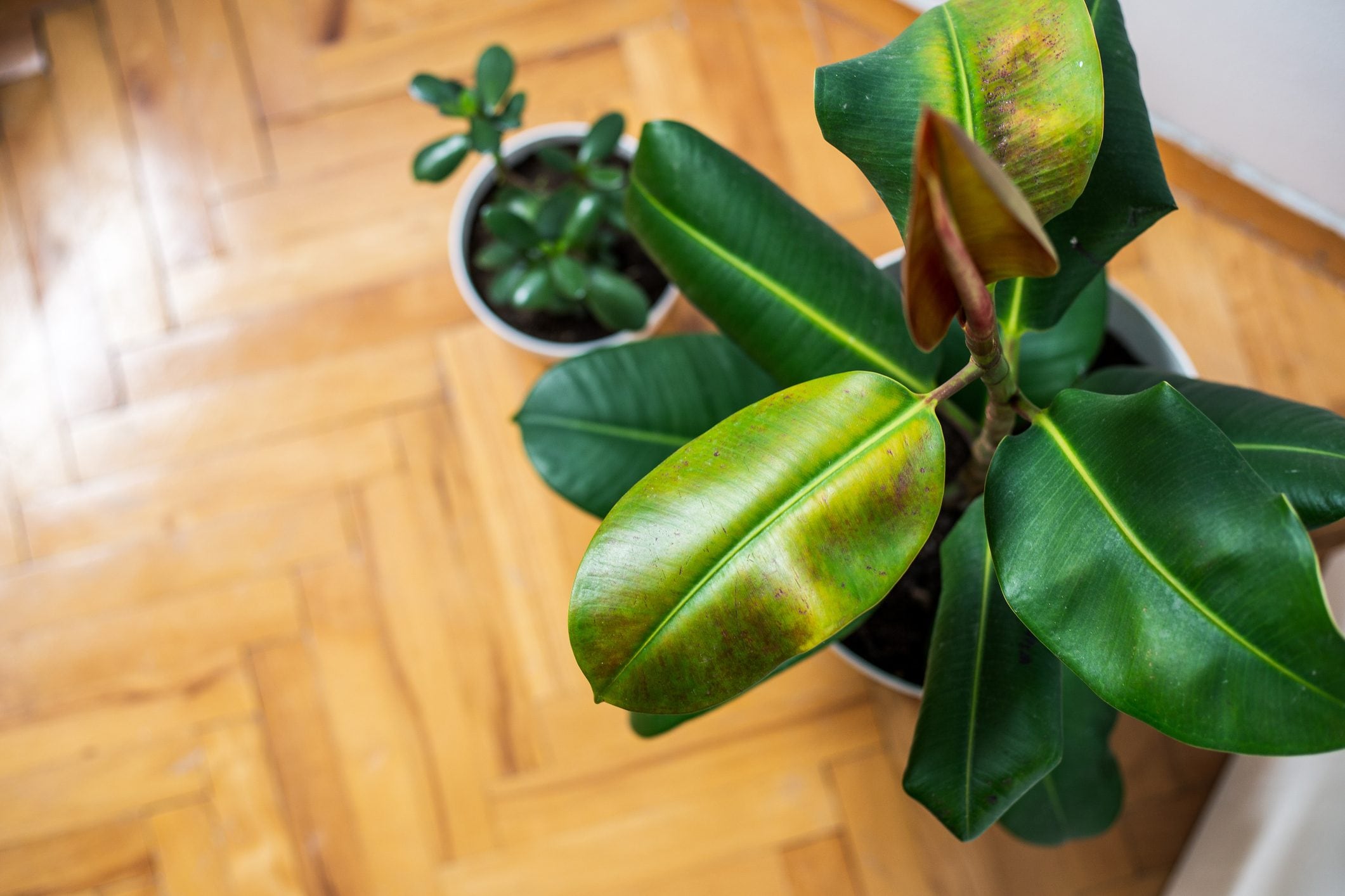 Scopri di più sull'articolo Cosa fare quando il ficus elastica ha le foglie molli: le regole per salvarlo