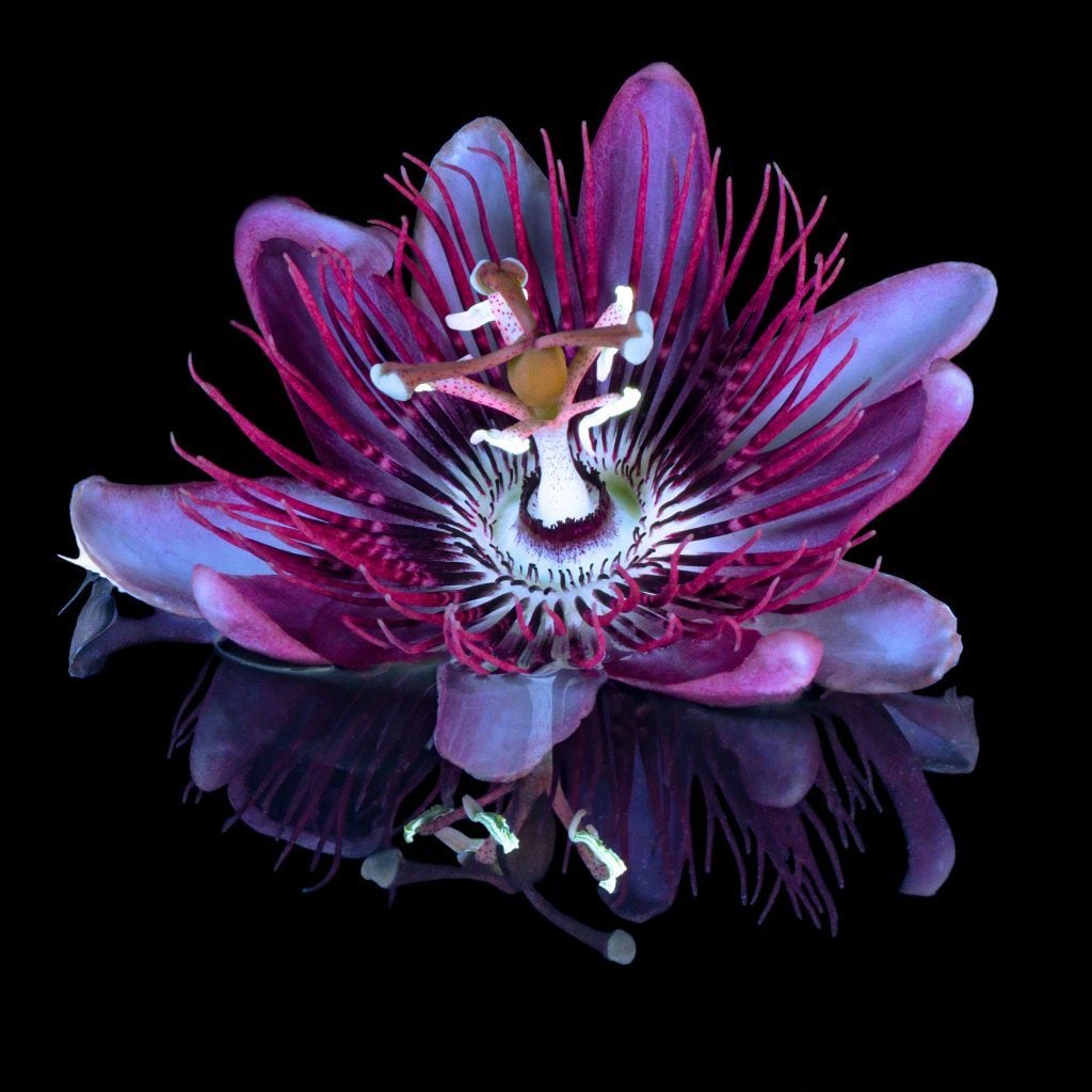 Scopri di più sull'articolo Quando si raccolgono i frutti della passiflora in Italia e come riconoscere le varietà commestibili