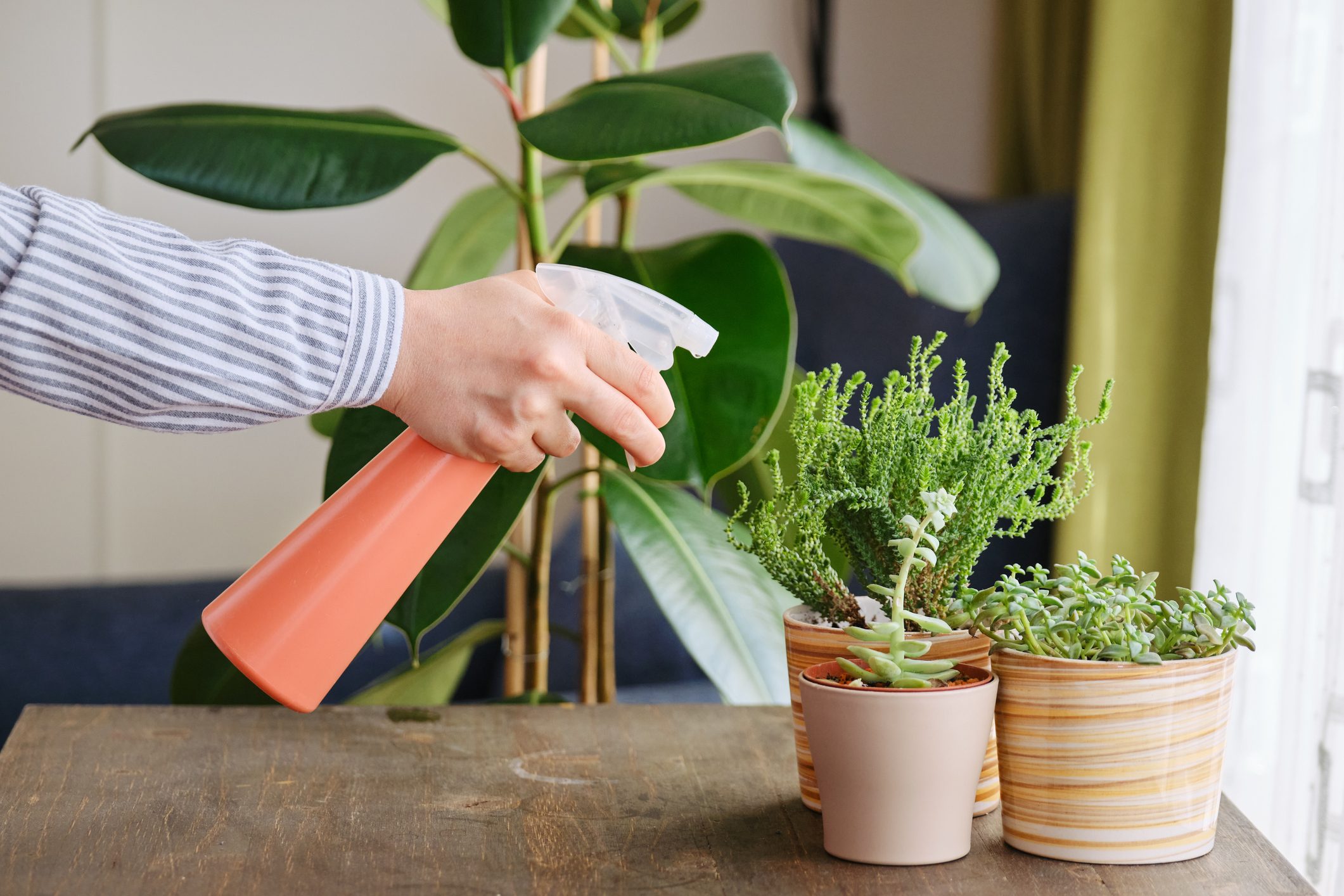Scopri di più sull'articolo Gli hotel per piante esistono: come funziona la soluzione per i plant-parents preoccupati