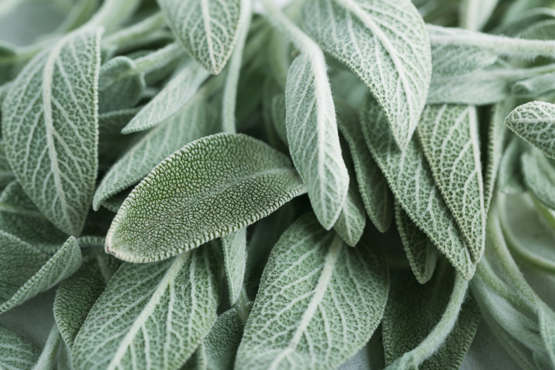 Scopri di più sull'articolo Quante volte a settimana innaffiare la salvia: curala così