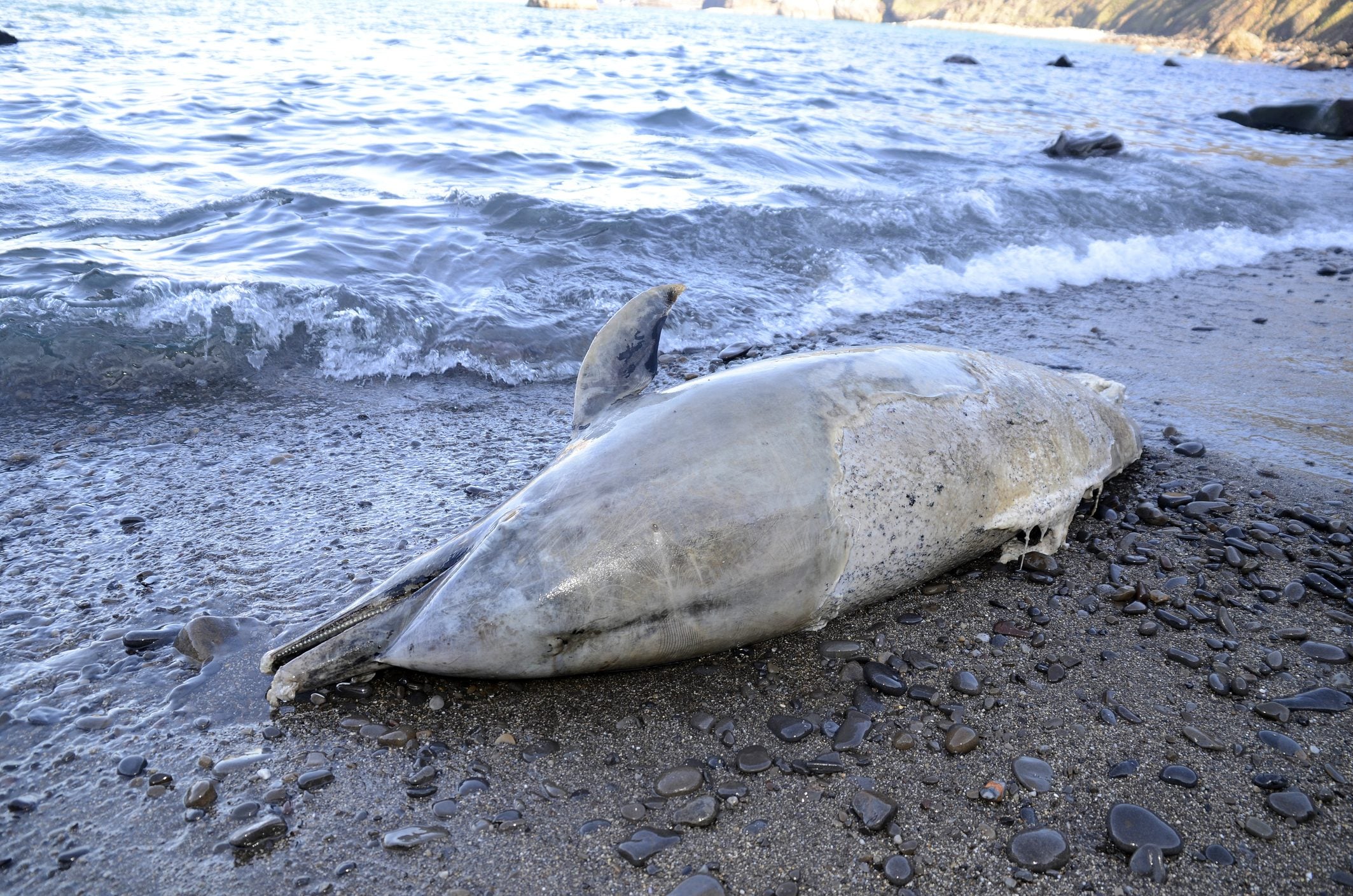 Scopri di più sull'articolo Aumentano i delfini spiaggiati in Italia: qual è la causa e perché rischiamo di pagare una sanzione all’Unione Europea