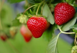 Scopri di più sull'articolo 6 consigli per far crescere bene le fragole: come coltivarne di rosse, dolci e succose
