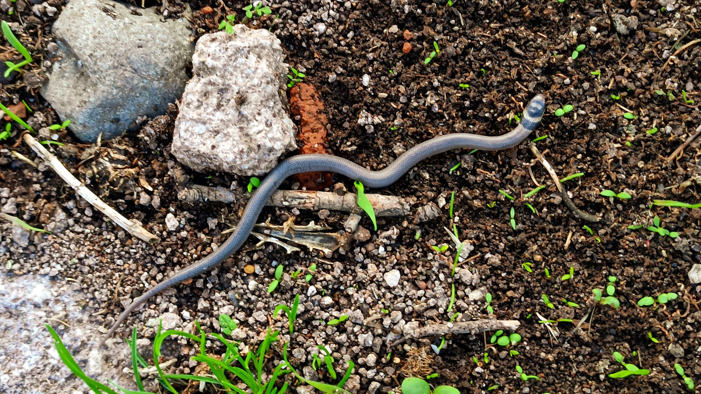 Scopri di più sull'articolo I 5 modi per allontanare bisce e altri serpenti dal tuo giardino