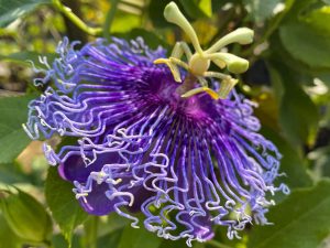 Scopri di più sull'articolo Come coltivare la passiflora incarnata e a cosa serve