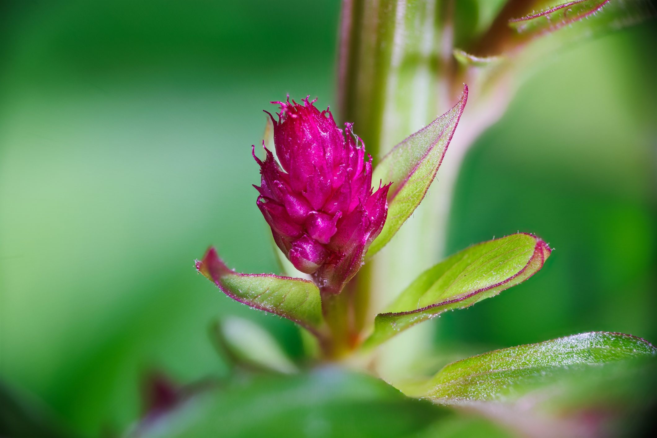 Scopri di più sull'articolo Come coltivare la celosia in vaso, pianta ornamentale tra le più eleganti