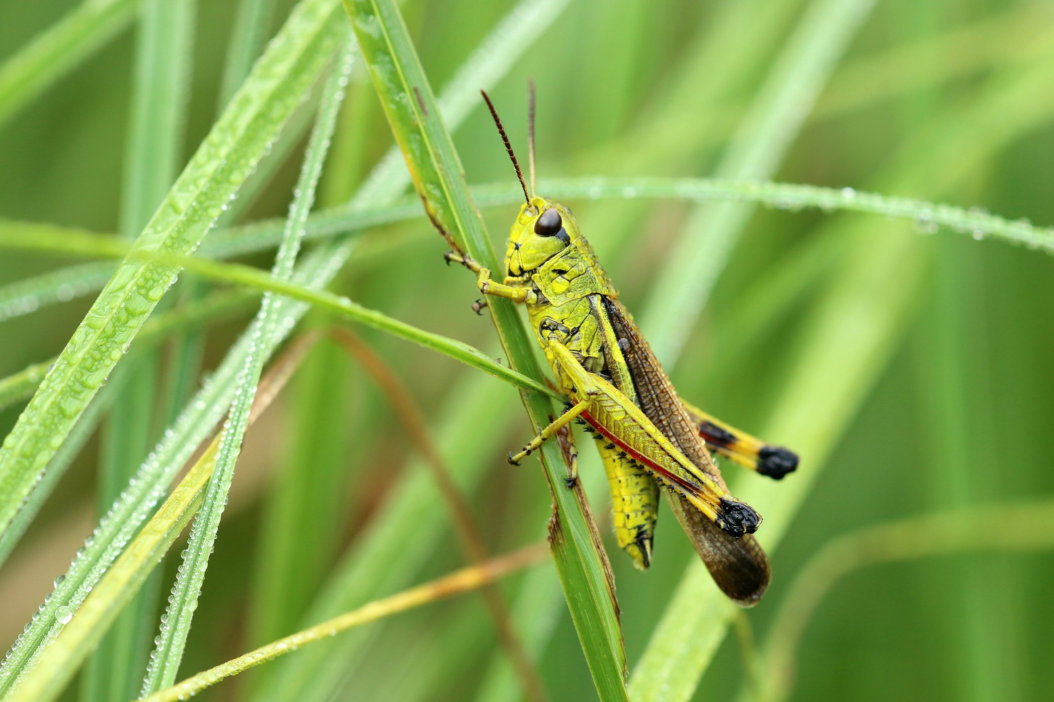 Scopri di più sull'articolo 5 rimedi naturali per tenere lontane le cavallette: sono utili anche al tuo giardino