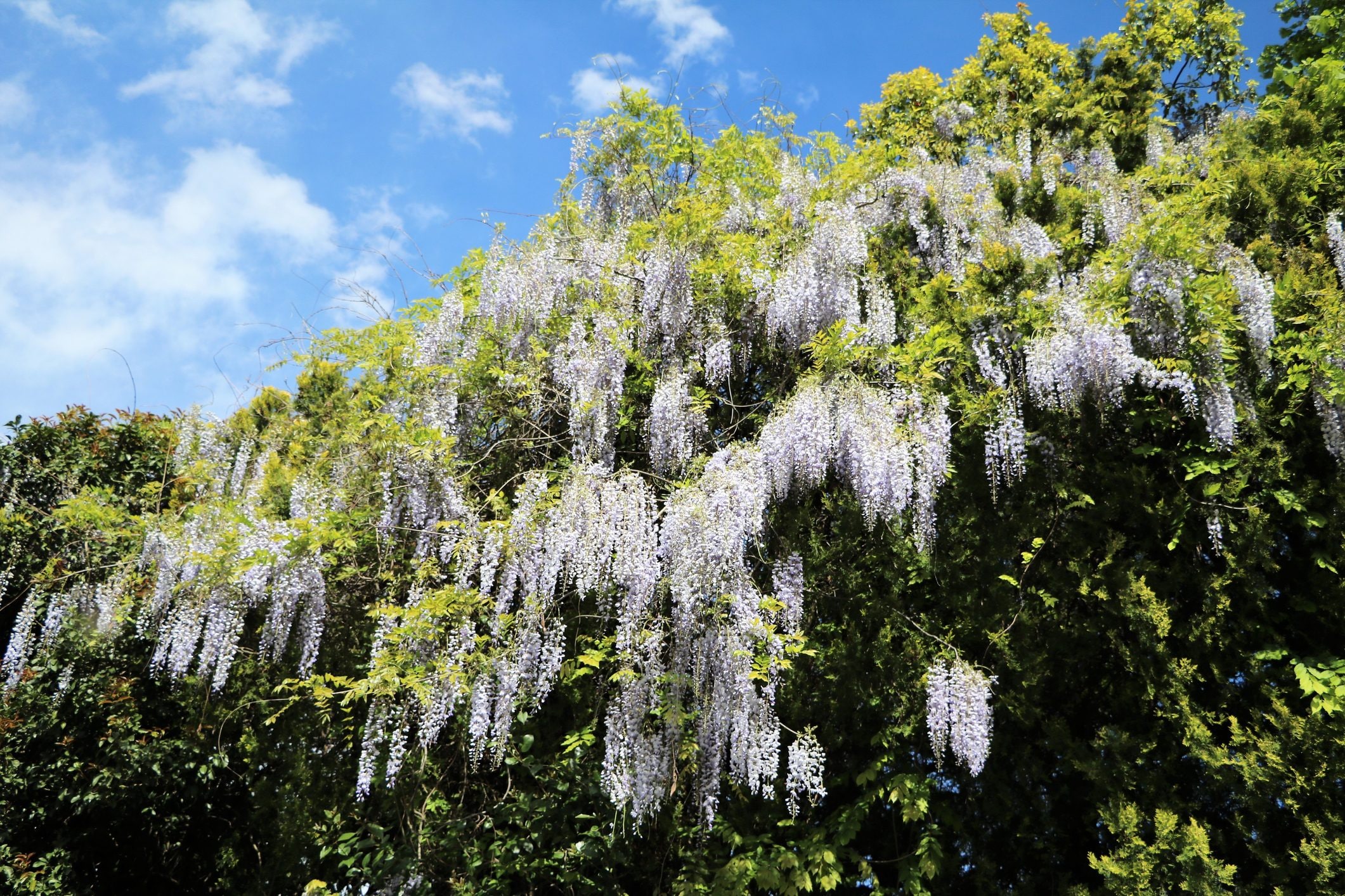 Scopri di più sull'articolo La fioritura dei glicini a Villa Pergola di Alassio: quando vedere le 40 varietà di piante in fiore