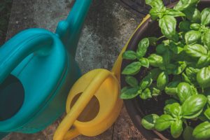 Scopri di più sull'articolo Quante volte a settimana innaffiare il basilico? Consigli per non far morire la piantina in vaso o in terreno