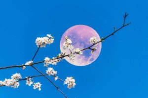 Scopri di più sull'articolo La Luna piena di aprile 2024 è Rosa: a che ora vederla e qual è il significato del nome