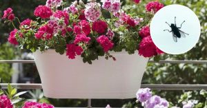 Scopri di più sull'articolo Quali piante antizanzare tenere sul balcone o in giardino