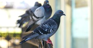 Scopri di più sull'articolo Come allontanare i piccioni dal balcone senza far loro del male