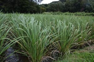 Scopri di più sull'articolo Come funziona la tecnica TEA in agricoltura: la Lombardia sarà la prima in Italia a sperimentarla