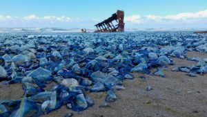 Scopri di più sull'articolo Come fanno i mari a colorarsi di blu intenso: la Velella Velella e il riscaldamento globale