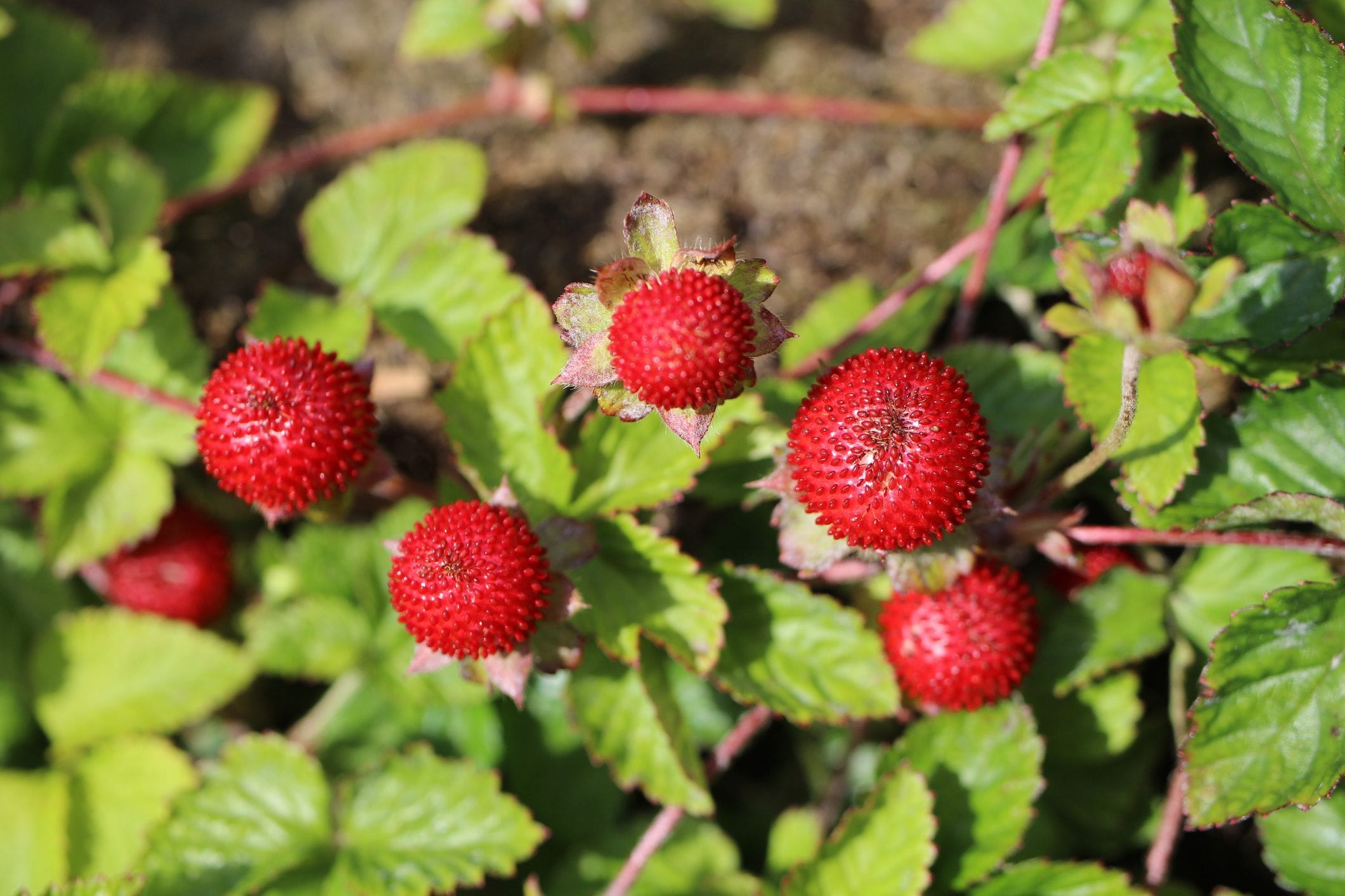 Scopri di più sull'articolo Fragola matta o fragolina di bosco? Ecco come distinguerle