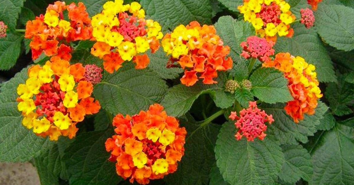 Scopri di più sull'articolo Aiuole fai da te: 10 idee a basso costo per abbellire il giardino