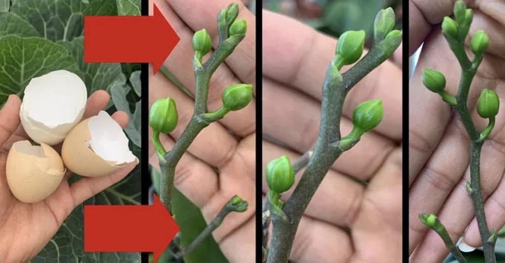 Scopri di più sull'articolo Come riutilizzare i gusci delle uova: 6 idee utili e creative