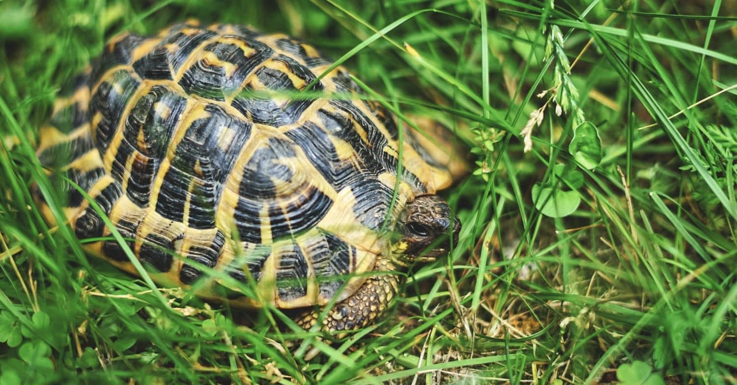 Scopri di più sull'articolo Cosa fare se si trova una tartaruga? Chi chiamare e cosa succede se non si denuncia