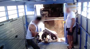Scopri di più sull'articolo Le immagini shock di un macello nel Pavese, scariche elettriche e forconi sulle mucche: l’inchiesta di Essere Animali