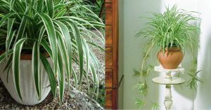 Scopri di più sull'articolo Come prendersi cura del Falangio, la pianta che rende l’aria in casa più pulita