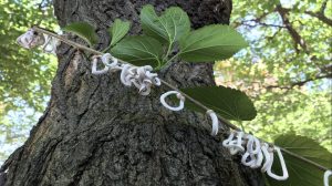 Scopri di più sull'articolo Perché in Lombardia si formano degli anelli di totano sulle piante: ecco cosa sono realmente