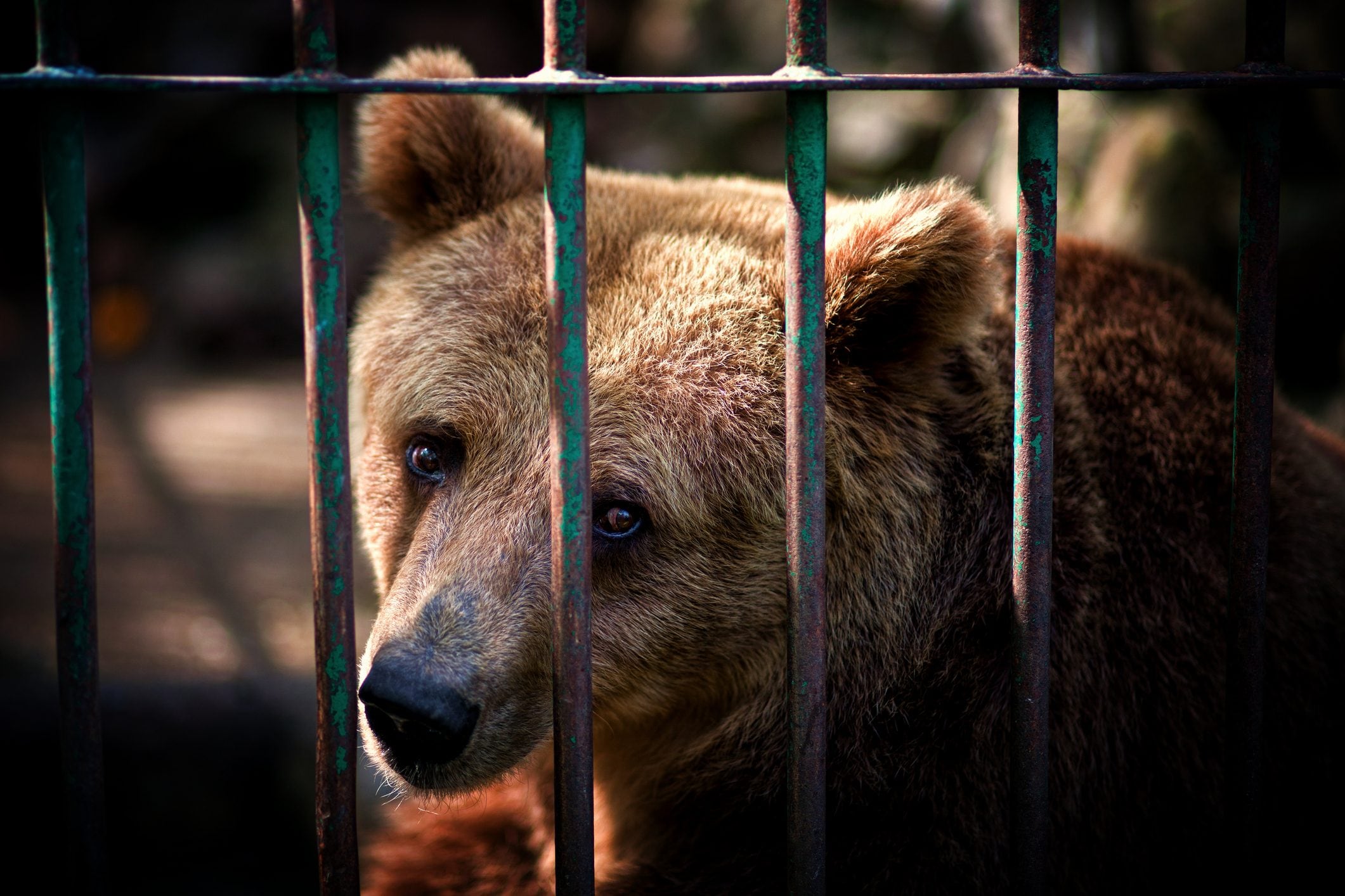 Scopri di più sull'articolo L’orsa JJ4 sarà trasferita in Germania, Lav: “così l’orsa è salva”