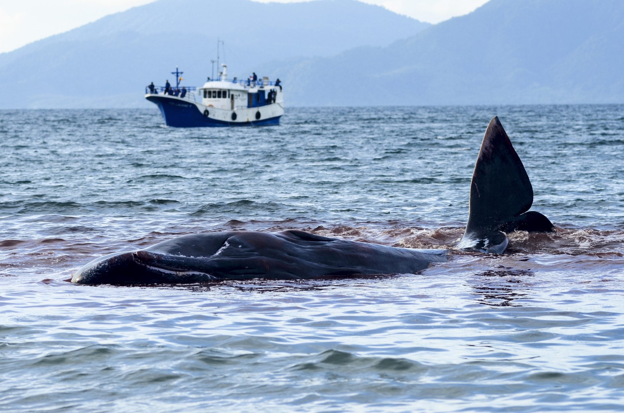 Scopri di più sull'articolo Isole Faroe e la mattanza di balene: la proposta dell’UE per fermare la “Grindadrap”