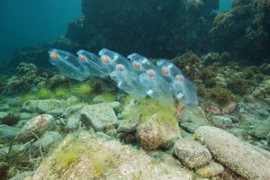 Scopri di più sull'articolo Sembra una medusa, ma è la Salpa Fusiformis: cosa fare se ne avvisti una