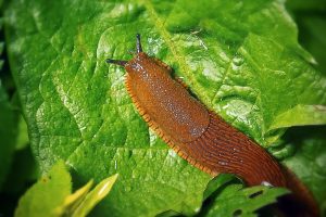Scopri di più sull'articolo I rimedi naturali contro le fastidiose lumache rosse nell’orto e nel giardino