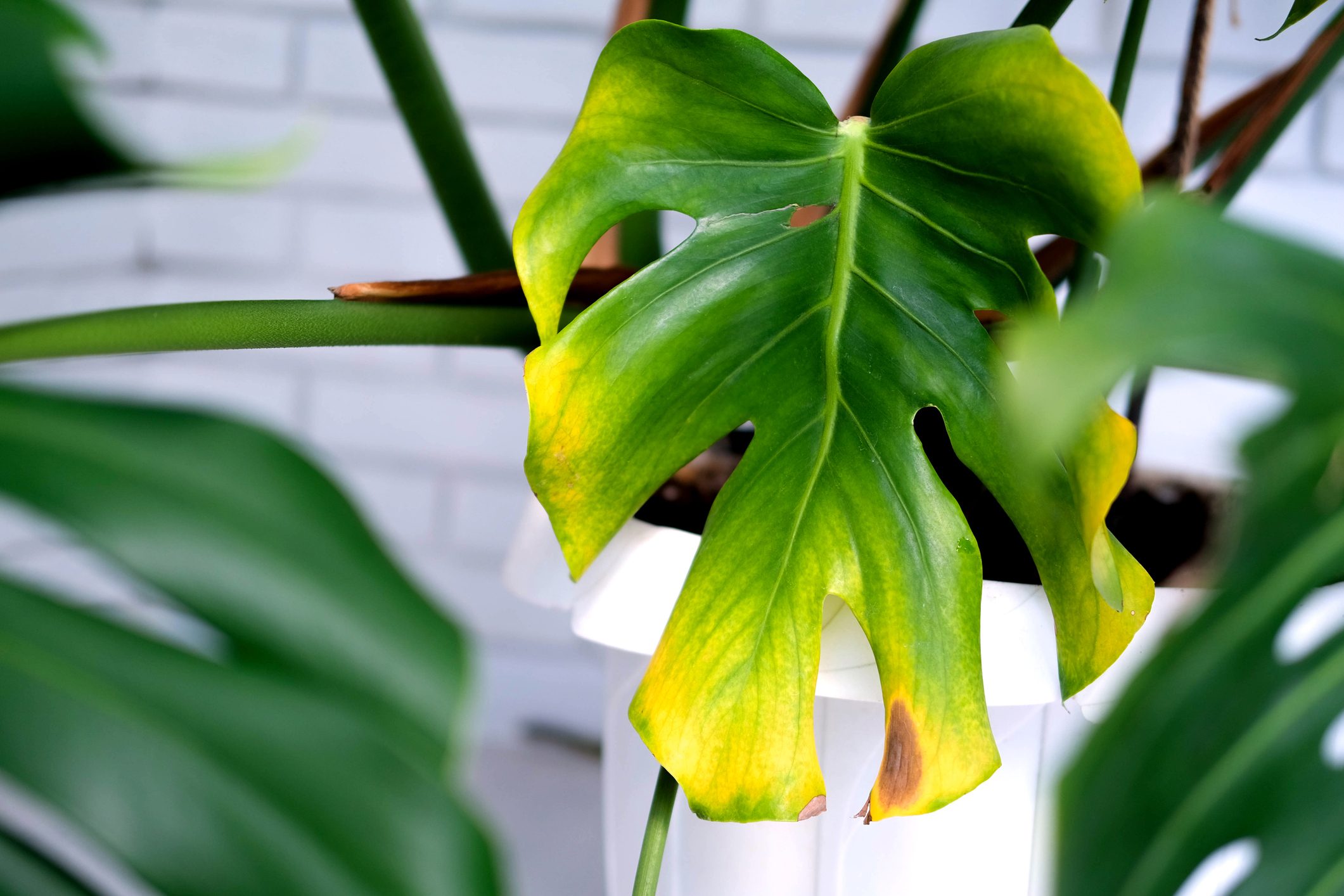 Scopri di più sull'articolo Cosa fare quando la monstera ha le foglie gialle? La guida botanica alle emergenze