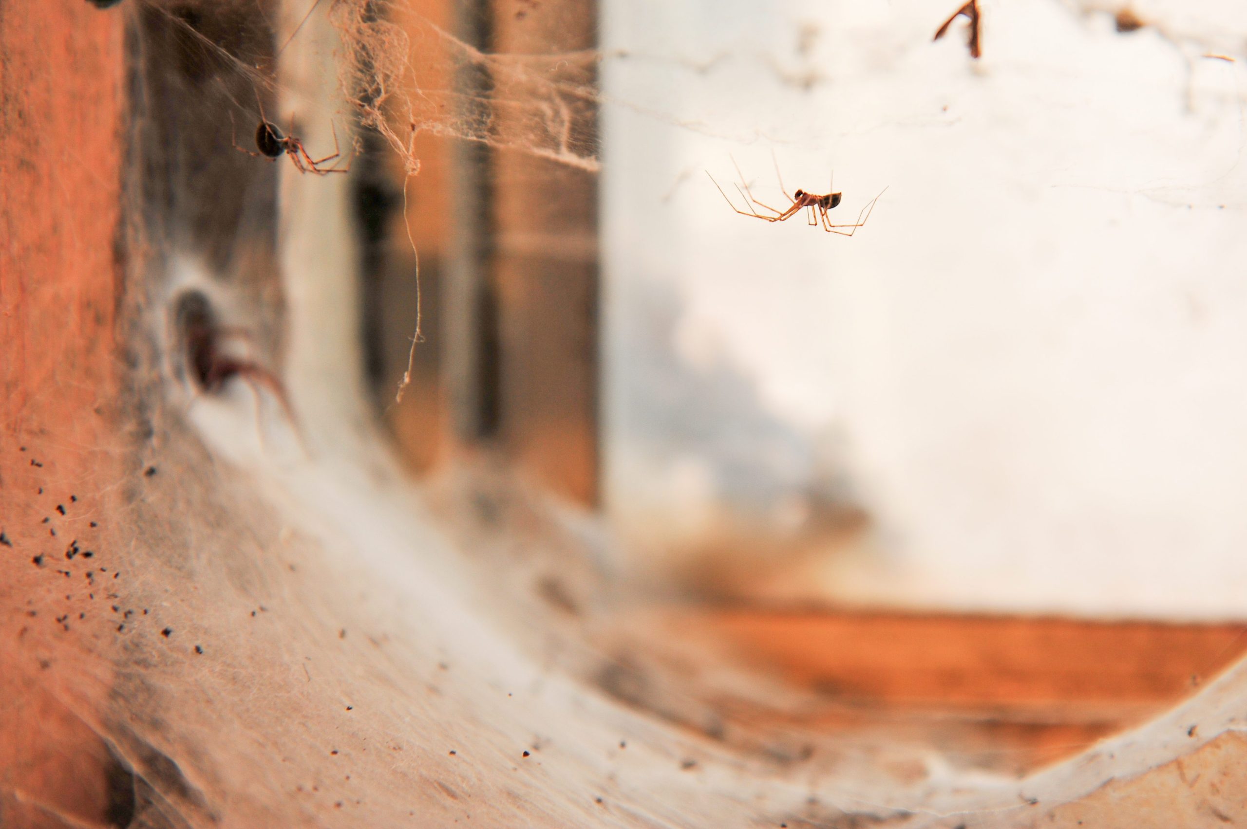 Scopri di più sull'articolo Cosa attira i ragni in casa e perché non devi ucciderli