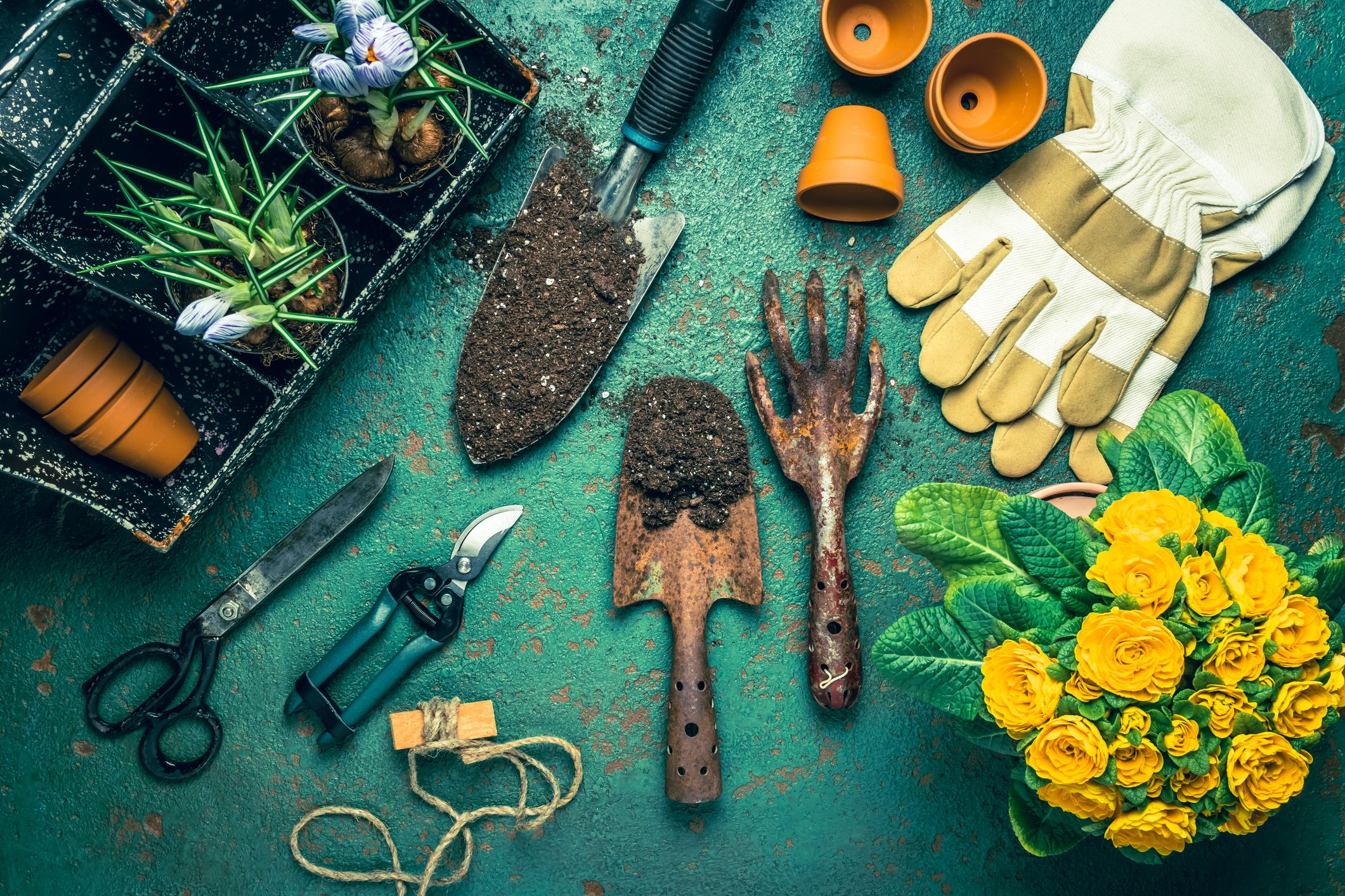 Scopri di più sull'articolo I 7 prodotti indispensabili per il giardinaggio: tutto per cominciare