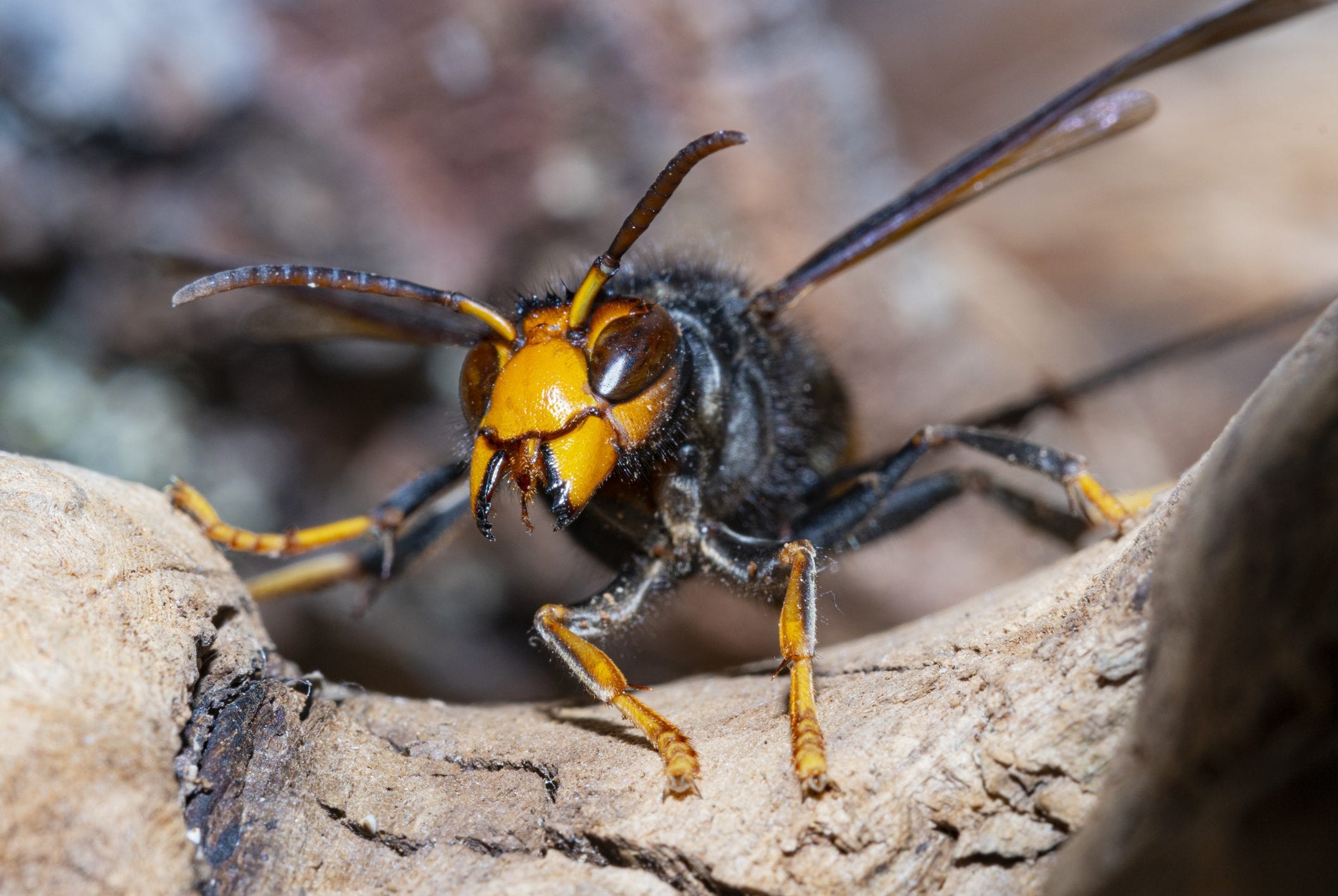 Scopri di più sull'articolo Come riconoscere la vespa velutina e dove segnalarla: i rischi per l’uomo e per le api