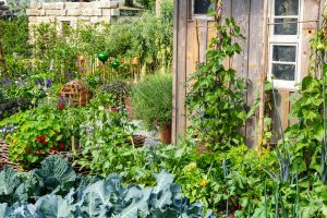 Scopri di più sull'articolo Alcune piante non devono essere piantate vicine: ecco le regole per progettare orto e giardino