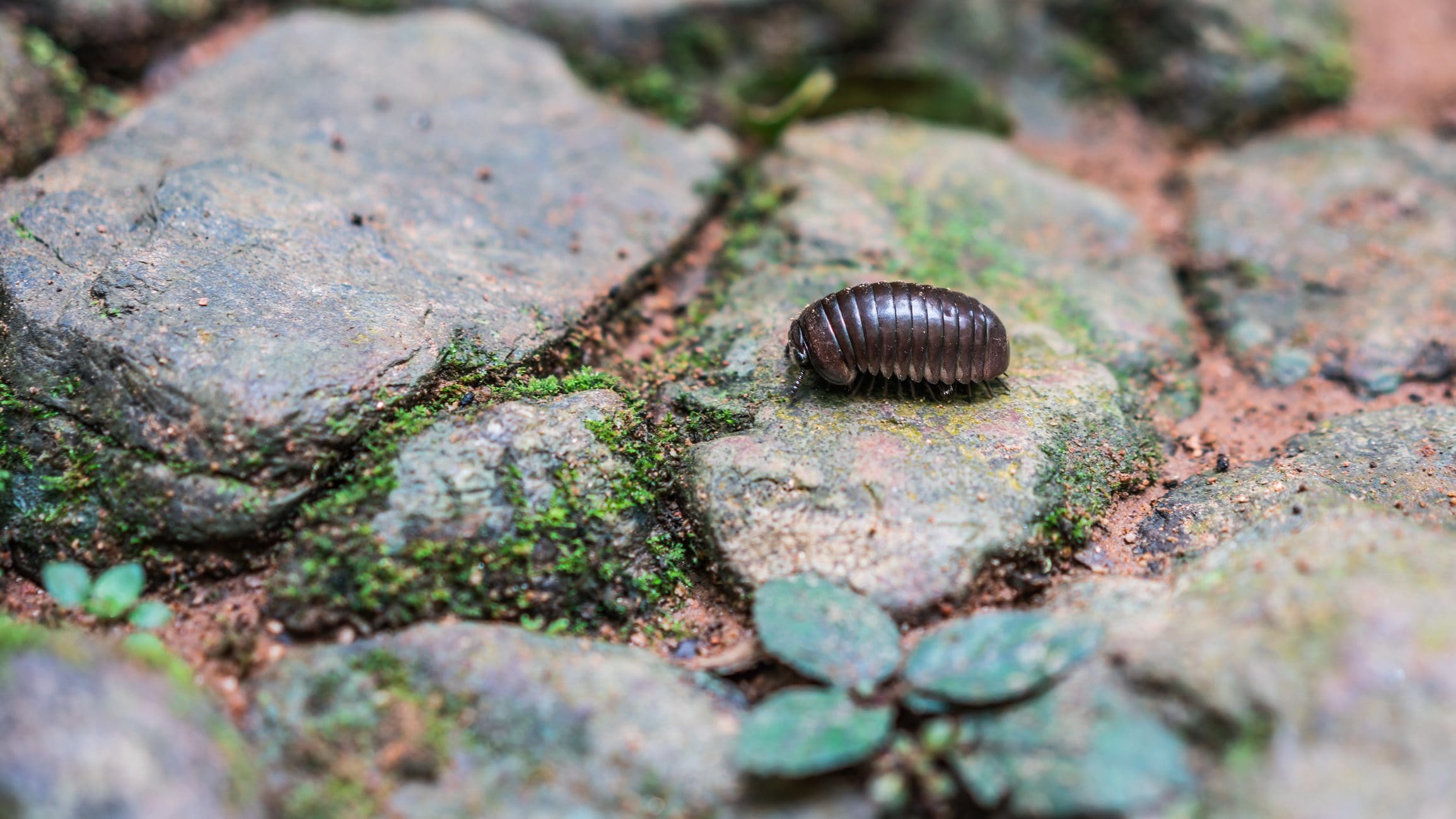 Scopri di più sull'articolo Non cacciare questo insetto: il porcellino di terra è utilissimo al tuo orto (e al pianeta)