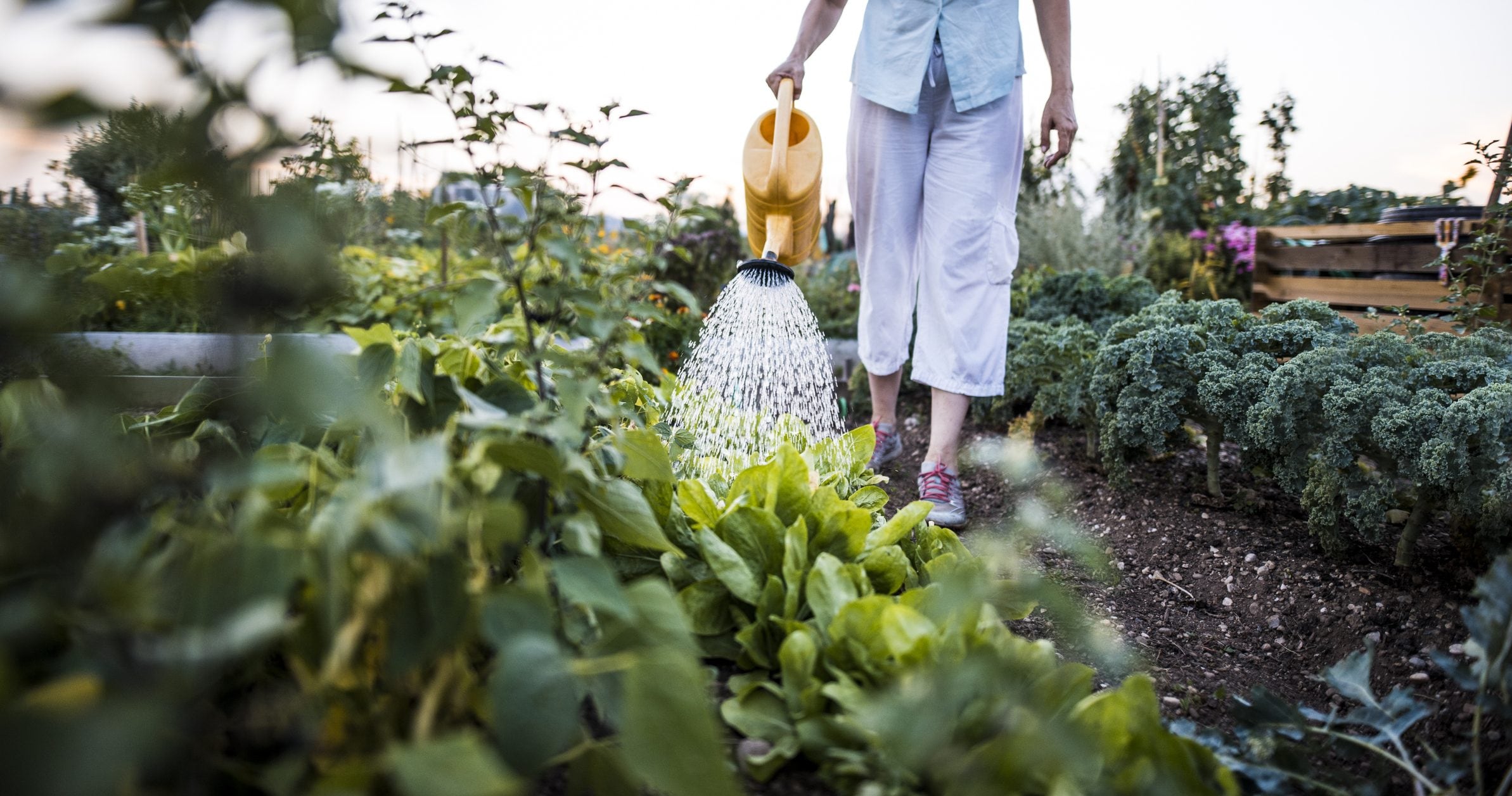 Scopri di più sull'articolo Quante volte a settimana innaffiare l’orto per ottenere un raccolto soddisfacente