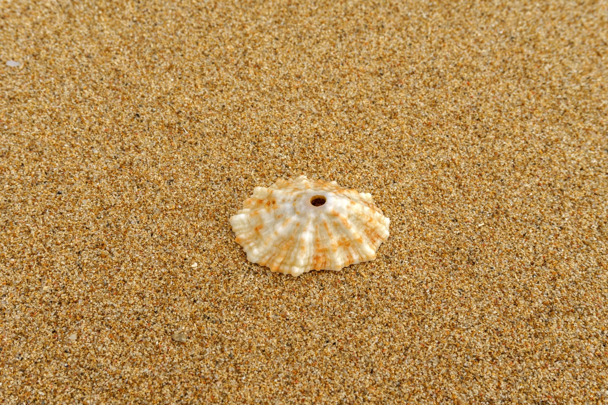Scopri di più sull'articolo Perché le conchiglie che trovi in spiaggia spesso hanno un piccolo buco?