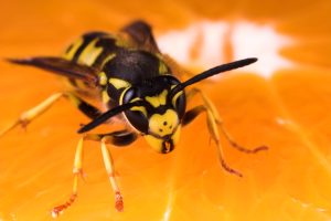 Scopri di più sull'articolo Rimedi naturali contro le vespe: 4 odori che le tengono lontane