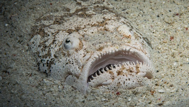 Scopri di più sull'articolo Si nasconde nella sabbia: attenzione a non calpestare il pesce prete