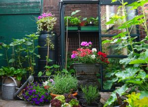 Scopri di più sull'articolo Piante perenni per il giardino: le 7 piante per avere un giardino sempre fiorito