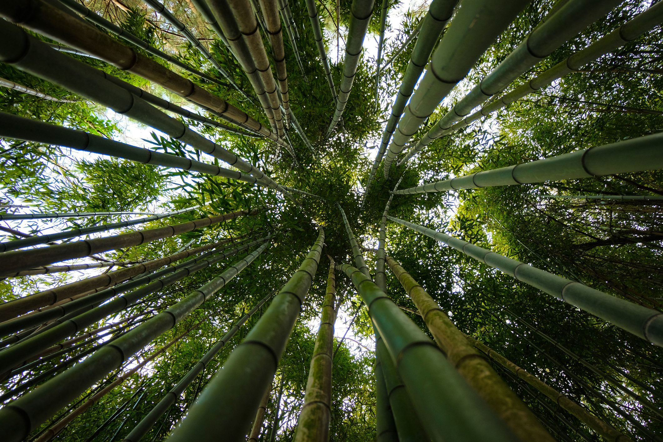 Scopri di più sull'articolo Scoppia la crisi del bambù: da pianta simbolo di lunga vita a danno per il parquet di casa