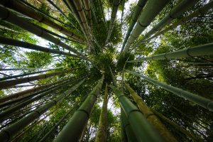 Scopri di più sull'articolo Scoppia la crisi del bambù: da pianta simbolo di lunga vita a danno per il parquet di casa