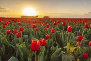 Scopri di più sull'articolo Come conservare i bulbi di tulipano per l’anno successivo