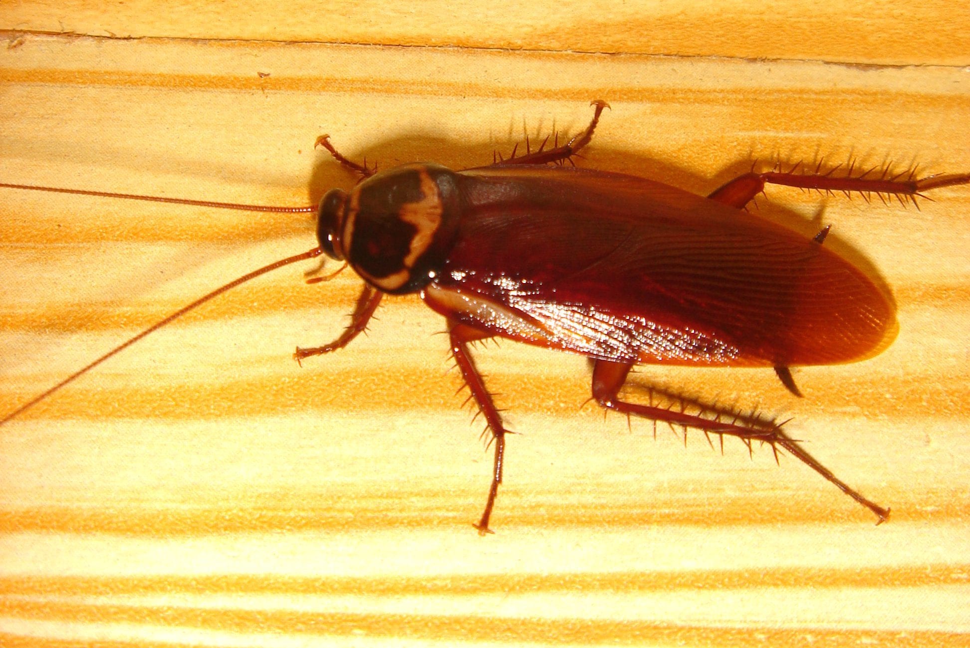Scopri di più sull'articolo Cosa fare se trovi una blatta in casa: 5 rimedi naturali per allontanarla