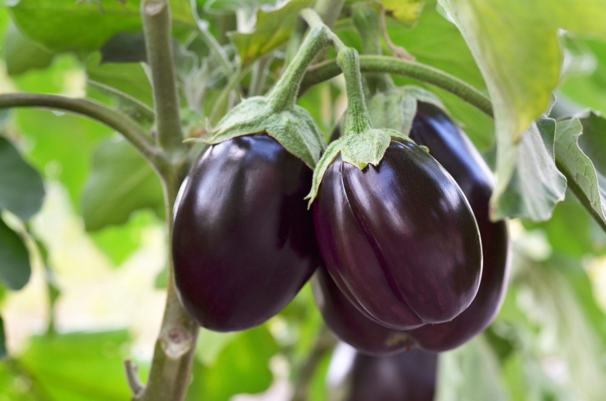 Scopri di più sull'articolo Come coltivare le melanzane