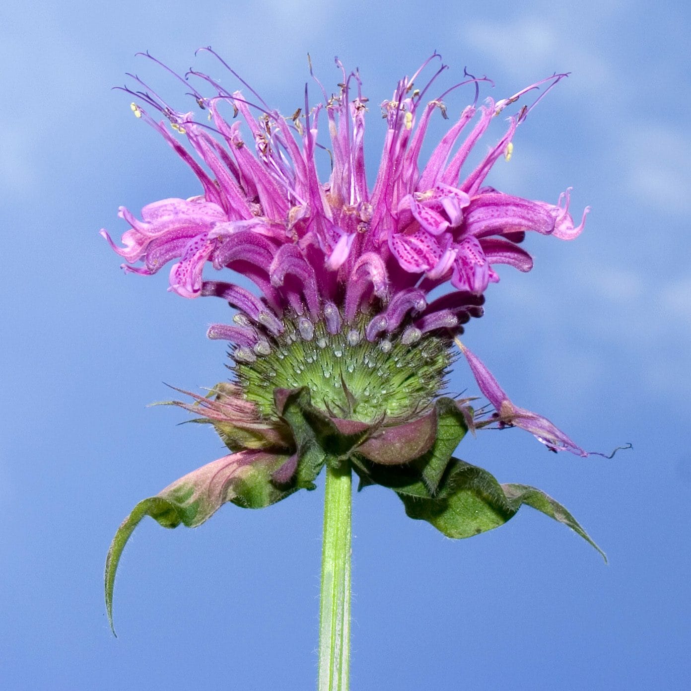 Scopri di più sull'articolo Come coltivare il fiore del bergamotto