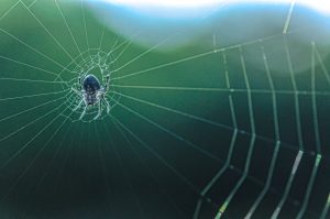 Scopri di più sull'articolo Come allontanare i ragni con gli agrumi: 6 metodi naturali ed efficaci