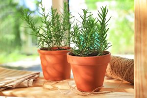 Scopri di più sull'articolo Come coltivare le erbe aromatiche in balcone: i consigli per disporle in vaso