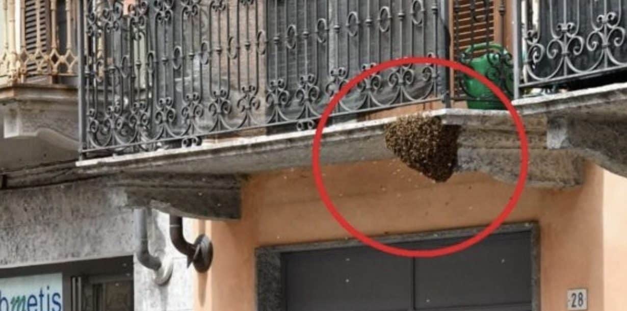 Scopri di più sull'articolo Alveare sul balcone: cosa fare se lo trovi e come rimuoverlo in sicurezza