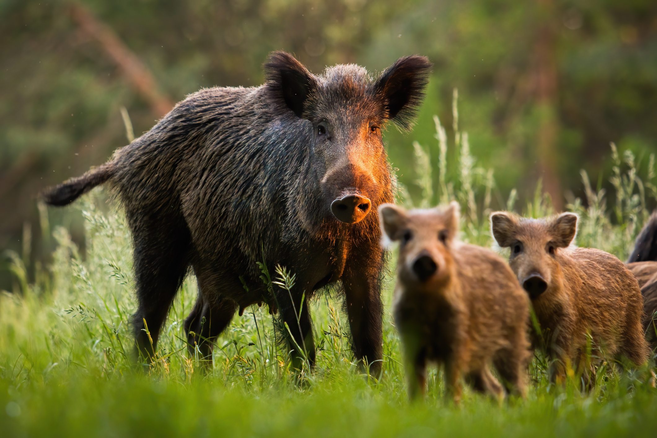 Scopri di più sull'articolo Coldiretti, gli agricoltori in piazza contro l’invasione dei cinghiali, ma gli studi confermano che il problema non sono gli animali